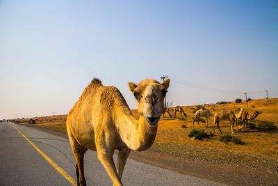 Camel on road against clear sky