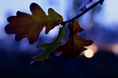 Close-up of maple leaves during autumn