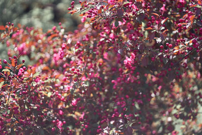 Close-up of flowering plant