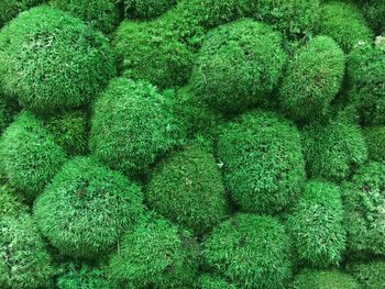 Full frame shot of fresh green plants