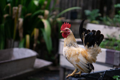 Close-up of a rooster