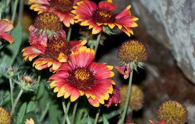 Close-up of pink flowering plants