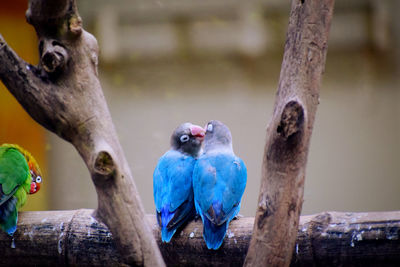 Close-up of bird perching on wood