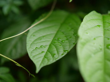 Close-up of raindrops on leaves