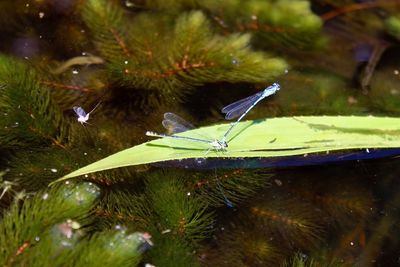 Close-up of leaf in water