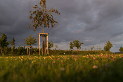 Plants growing on field against cloudy sky