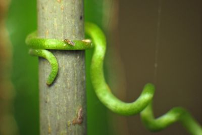 Close-up of plant