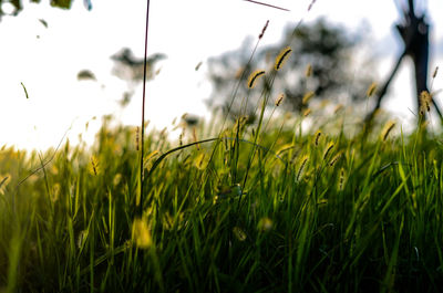 Close-up of wheat growing on field against sky