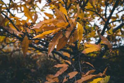 Close-up of yellow maple leaves on tree