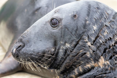 Head shot of an adult grey seal 