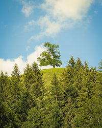 Low angle view of pine tree against sky