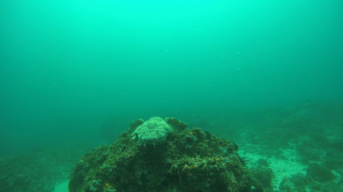 View of turtle swimming in sea