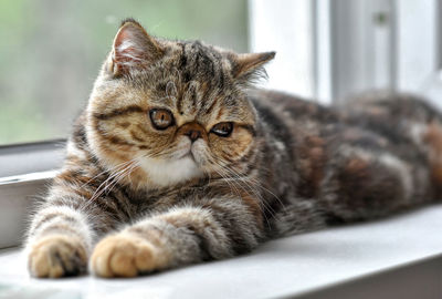 Brown exotic shorthair kitten lying by the window and looks away. 