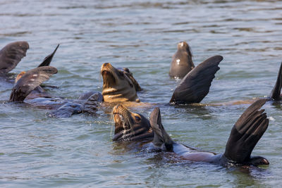 Sea lions swimming in lake