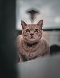 Portrait of tabby cat sitting at home