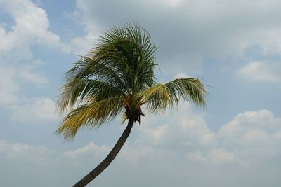 palm tree