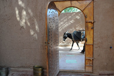 Horse in stable