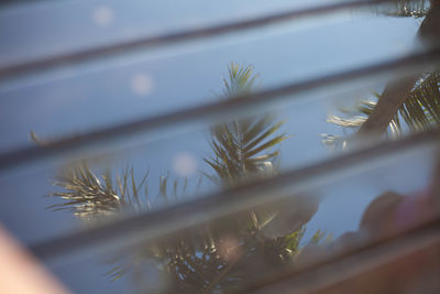 Close-up of palm tree against sky