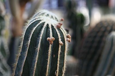 Close-up of cactus plant during winter