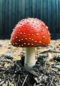 Close-up of fly agaric mushroom