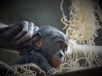 Close-up of hand holding monkey