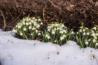 Close-up of white flowering plants on snow