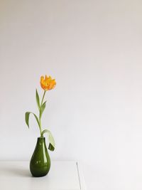 Close-up of flowers against white background