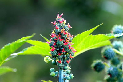 Close-up of plant against blurred background
