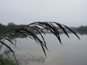 Close-up of stalks against clear sky