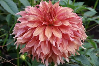 Close-up of pink dahlia flower