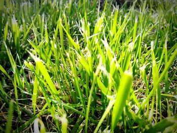 Grass growing on grassy field