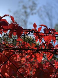 Low angle view of autumnal leaves against sky