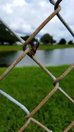 Close-up of hornet on chainlink fence by lake against sky