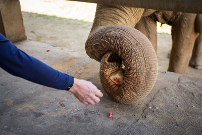 Cropped hand feeding elephant