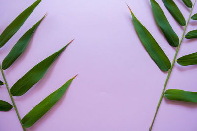 Close-up of leaves