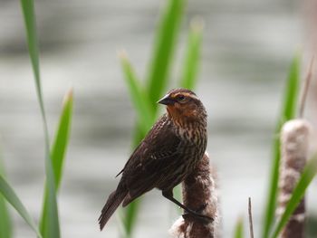 Female red winged blackbird. perched on a cattail