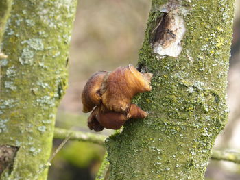 Close-up of elephant in forest