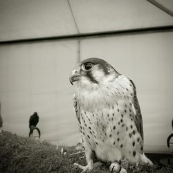 Close-up of owl looking away