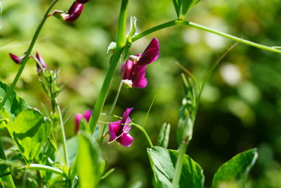 Close-up of pink flowering plant