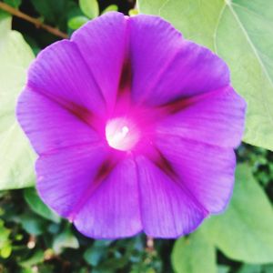 Close-up of pink flower