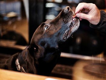 Close-up of a dog