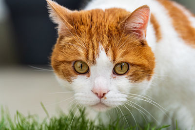 Close-up portrait of cat