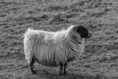 Sheep standing in a field