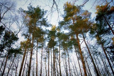 Low angle view of trees in forest