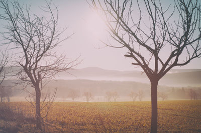 Bare tree on landscape against sky during sunset