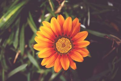 Close-up of yellow flower