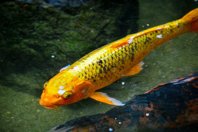 Koi carp swimming in lake