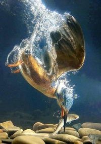 water