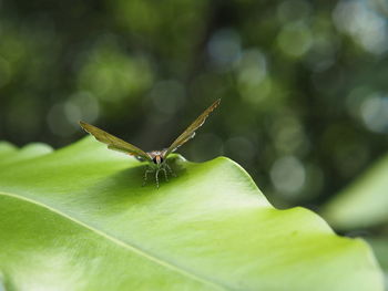 Close-up of insect on leaf