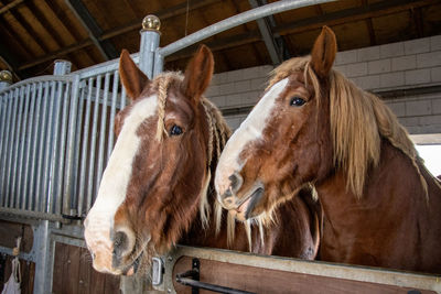 Horse in stable